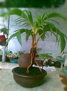 Cara Membuat Bonsai Kelapa Mini